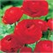 Ранункулюс Rood/ Red 20260610