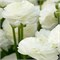 Ранункулюс Wit/ White 20260612