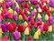 Комбинация Cheer You Up 20260633