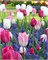 Комбинация Dancing Tulips 20260636
