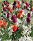 Комбинация Fresh Spring 20260650