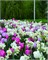 Комбинация Massive Spring 20260662