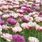 Комбинация Spring Peonies 20260684