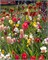 Комбинация Still Life 20260685