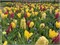 Комбинация Yellow Fresh and a Touch of Pink 20260694