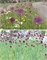Микс Butterfly mixture Alkmaar 20260697