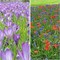 Микс Bee mixture Veenendaal 20260699