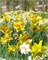 Микс Amsterdam 20260700
