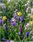 Микс Eikenprocessie/ Oak processionary moth 20260708